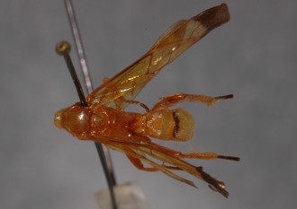 Microjoppa_subvittata