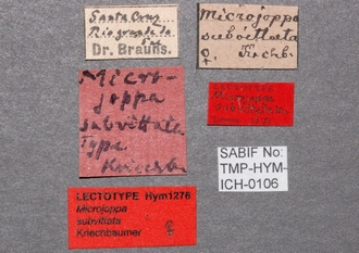 Microjoppa_subvittata_labels