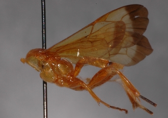 Microjoppa_subvittata