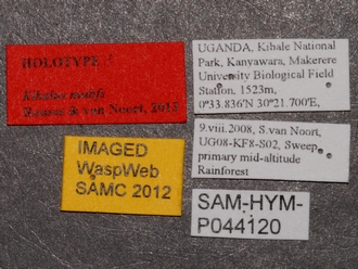 Kibalus_mubfs_SAM_HYM_P044120_labels