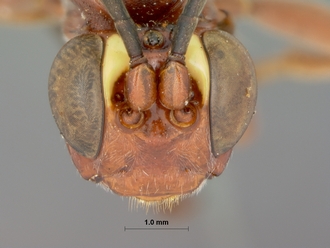 Leptophatnus_cariniscrobes_HOLOTYPE