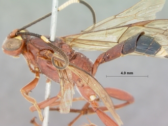Leptophatnus_cariniscrobes_HOLOTYPE