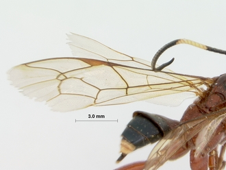 Leptophatnus_cariniscrobes_HOLOTYPE