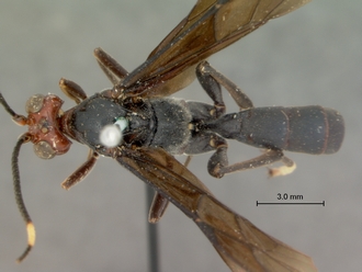 Leptophatnus_faustus_HOLOTYPE