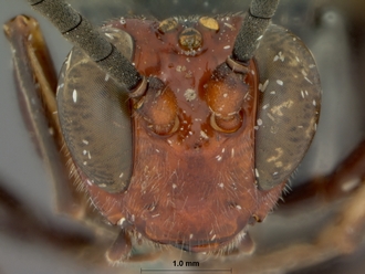 Leptophatnus_faustus_HOLOTYPE