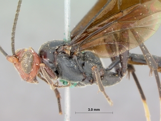 Leptophatnus_faustus_HOLOTYPE