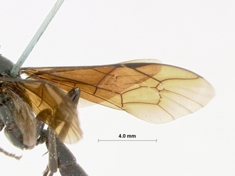 Leptophatnus_faustus_HOLOTYPE
