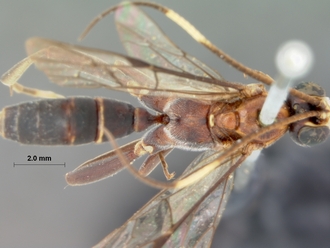 Leptophatnus_lucifer_HOLOTYPE