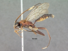 Leptophatnus_lucifer_HOLOTYPE