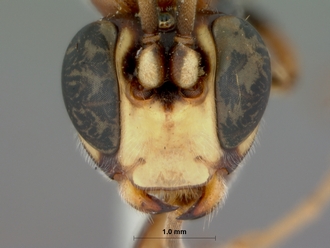 Leptophatnus_lucifer_HOLOTYPE