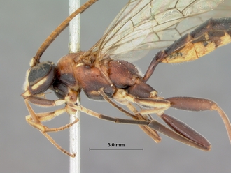 Leptophatnus_lucifer_HOLOTYPE