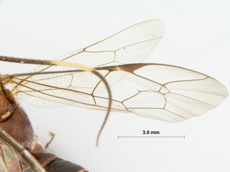 Leptophatnus_lucifer_HOLOTYPE