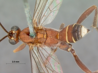 Leptotogea_pulchella_HOLOTYPE