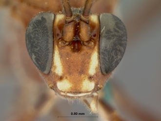 Leptotogea_pulchella_HOLOTYPE