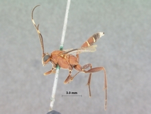 Leptotogea_pulchella_HOLOTYPE