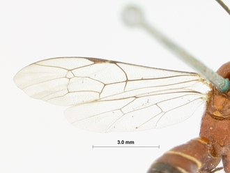 Leptotogea_pulchella_HOLOTYPE
