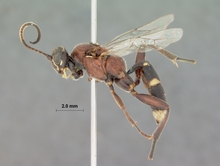 Lissosculpta_tangana_HOLOTYPE