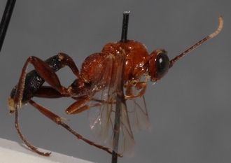 Ichneumon_tanganus