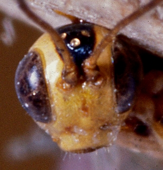 Lusius macilentus - WaspWeb