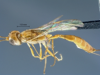 Lusius tenuissimus SAM-HYM-P044125_habitus dorsal