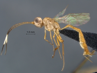 Lusius tenuissimus SAM-HYM-P044125_habitus profile
