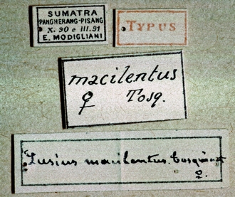 Lusius macilentus - WaspWeb
