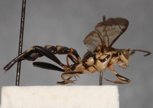 Macrojoppa_confusa_PARATYPE