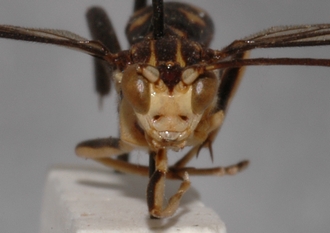 Macrojoppa_confusa_PARATYPE