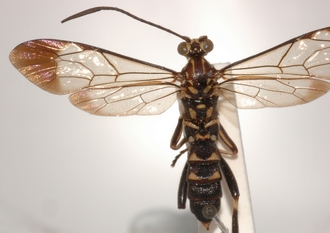 Macrojoppa_confusa_PARATYPE