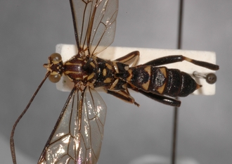 Macrojoppa_confusa_PARATYPE