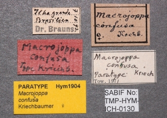 Macrojoppa_confusa_ labels