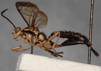 Macrojoppa_confusa_PARATYPE