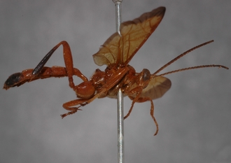Macrojoppa_fulva_PARATYPE