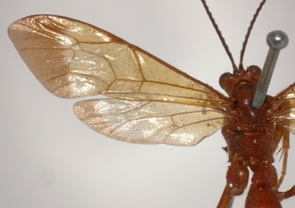 Macrojoppa_fulva_PARATYPE