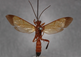 Macrojoppa_fulva_PARATYPE