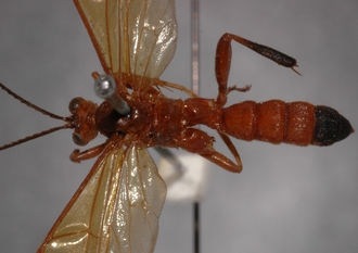 Macrojoppa_fulva_PARATYPE
