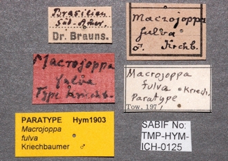 Macrojoppa_fulva_labels