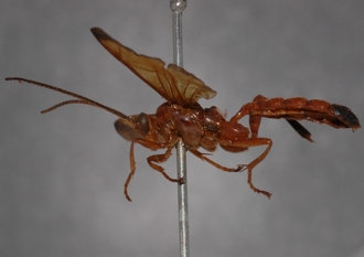 Macrojoppa_fulva_PARATYPE