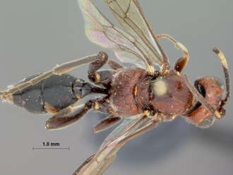 Neotypus_semirufus_HOLOTYPE
