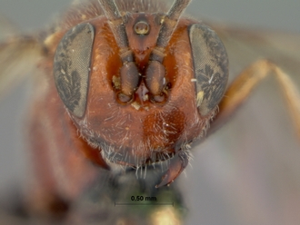 Neotypus_semirufus_HOLOTYPE