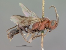 Neotypus_semirufus_HOLOTYPE