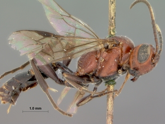 Neotypus_semirufus_HOLOTYPE