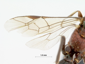 Neotypus_semirufus_HOLOTYPE