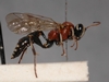 Cratichneumon_cottrelli 