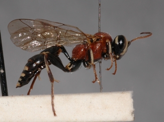 Cratichneumon_cottrelli