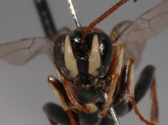 Cratichneumon_cottrelli 