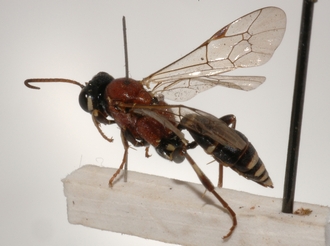 Cratichneumon_cottrelli 