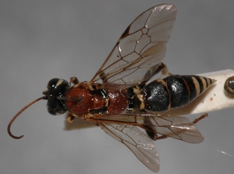 Cratichneumon_cottrelli 