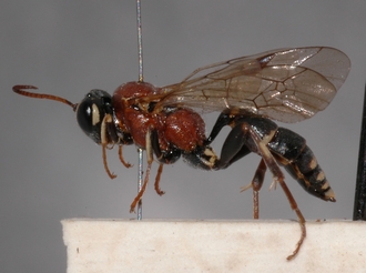 Cratichneumon_cottrelli