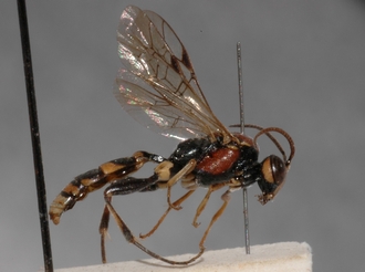 Cratichneumon_cottrelli